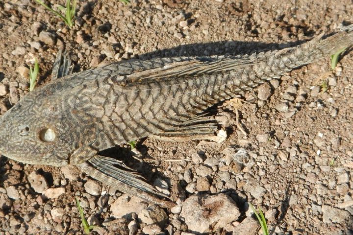 Kenapa Ikan Sapu Sapu Berbahaya