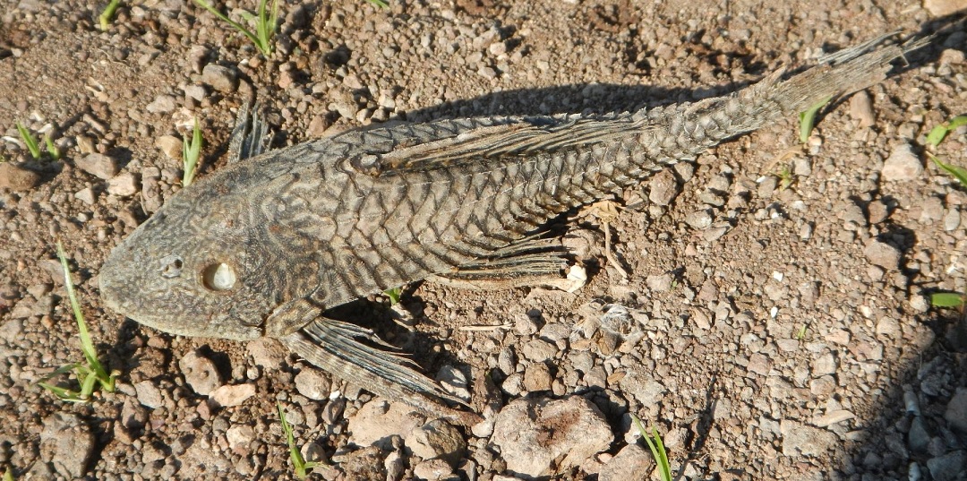 Kenapa Ikan Sapu Sapu Berbahaya